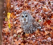 BarredOwl002